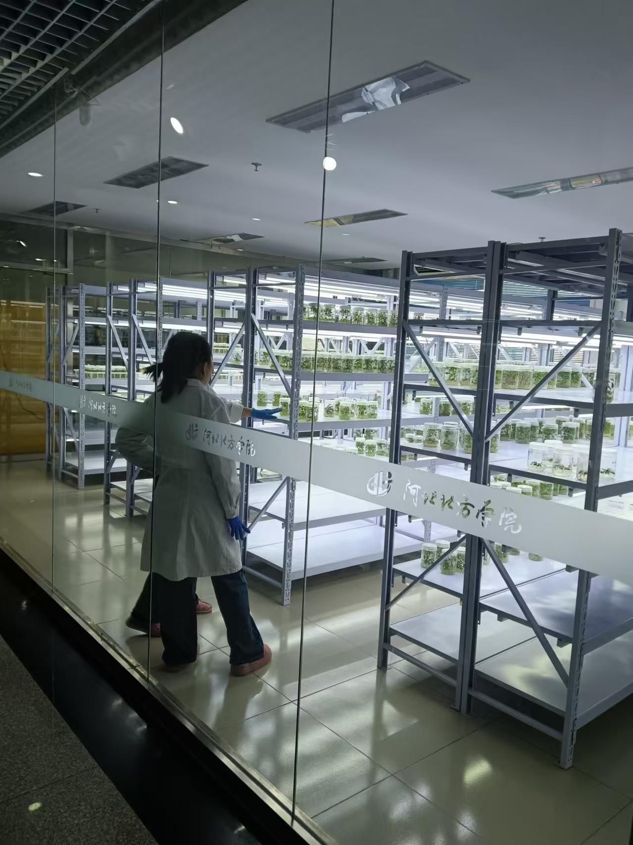 河西植物组培室设计的基本布局有哪些?